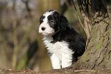 BEARDED COLLIE 084